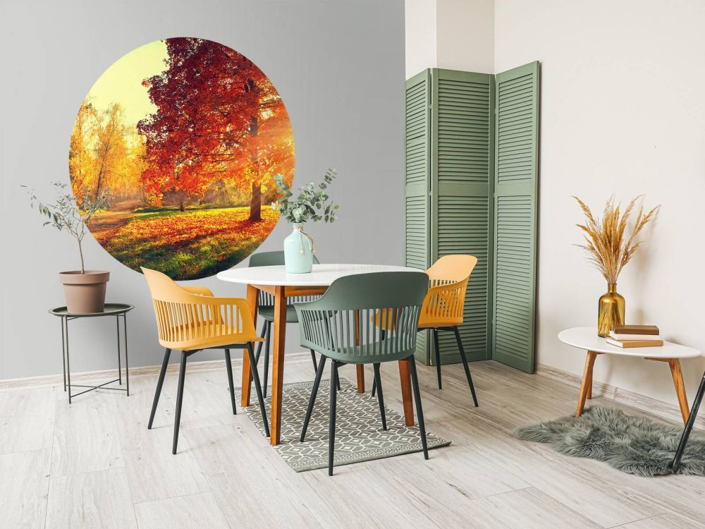 Herfst bomen in zonlicht