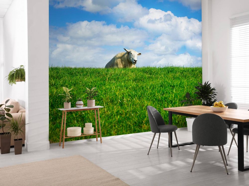 Schaap op de dijk