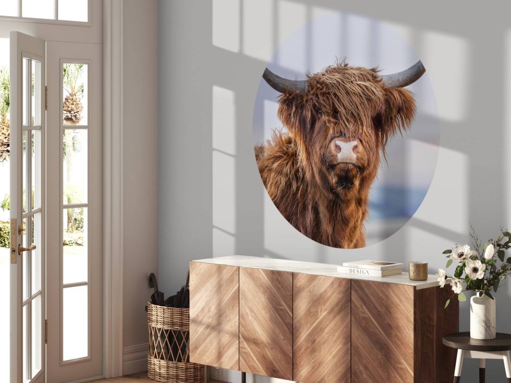Starende Schotse hooglander