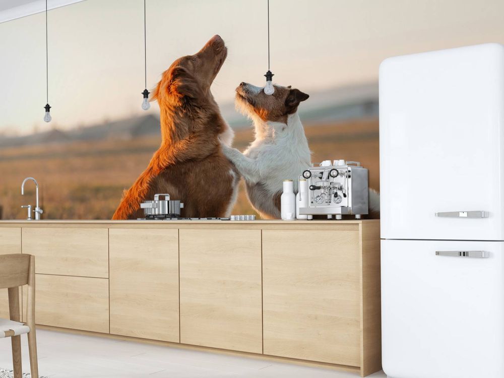 Omhoog kijkende honden