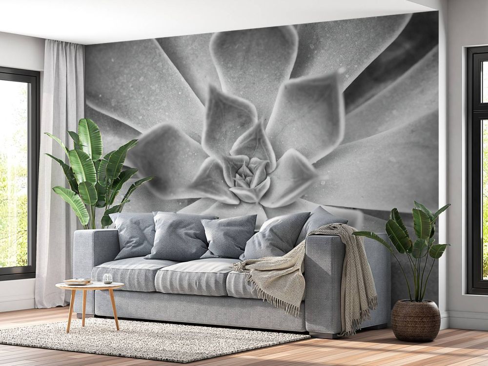 Vetplant in zwart wit