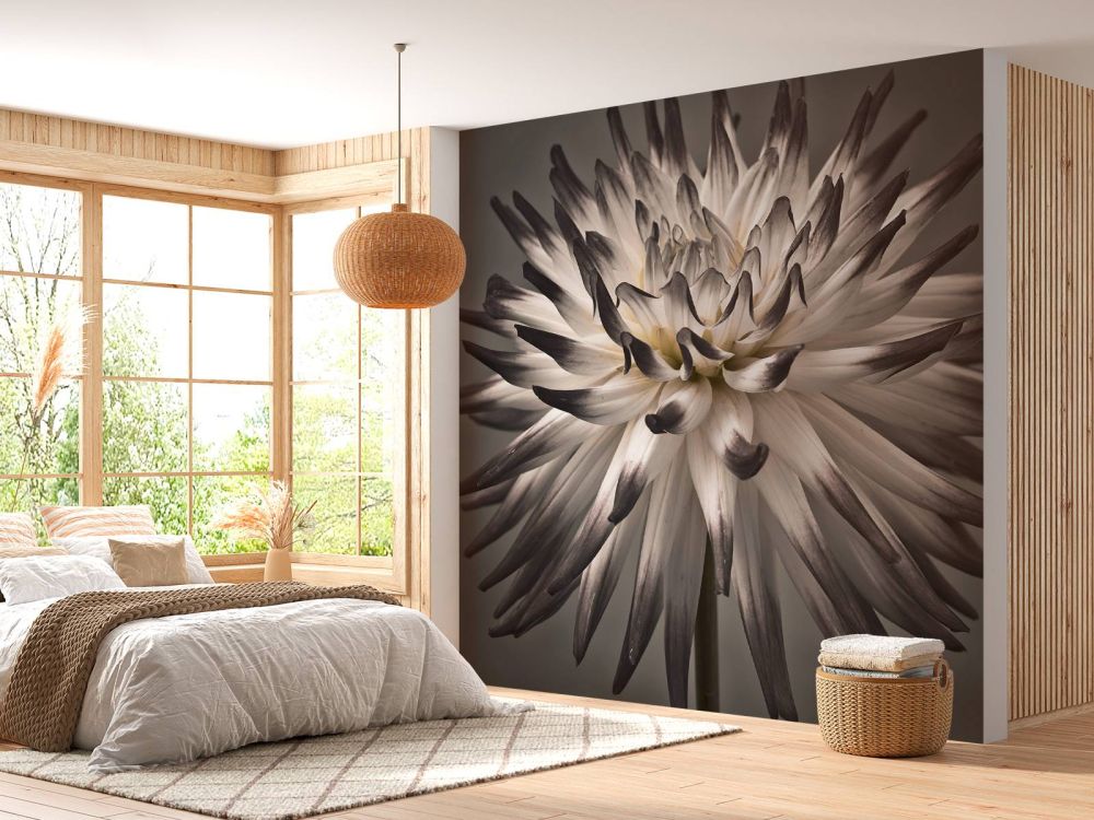 Dahlia bloem zwart wit