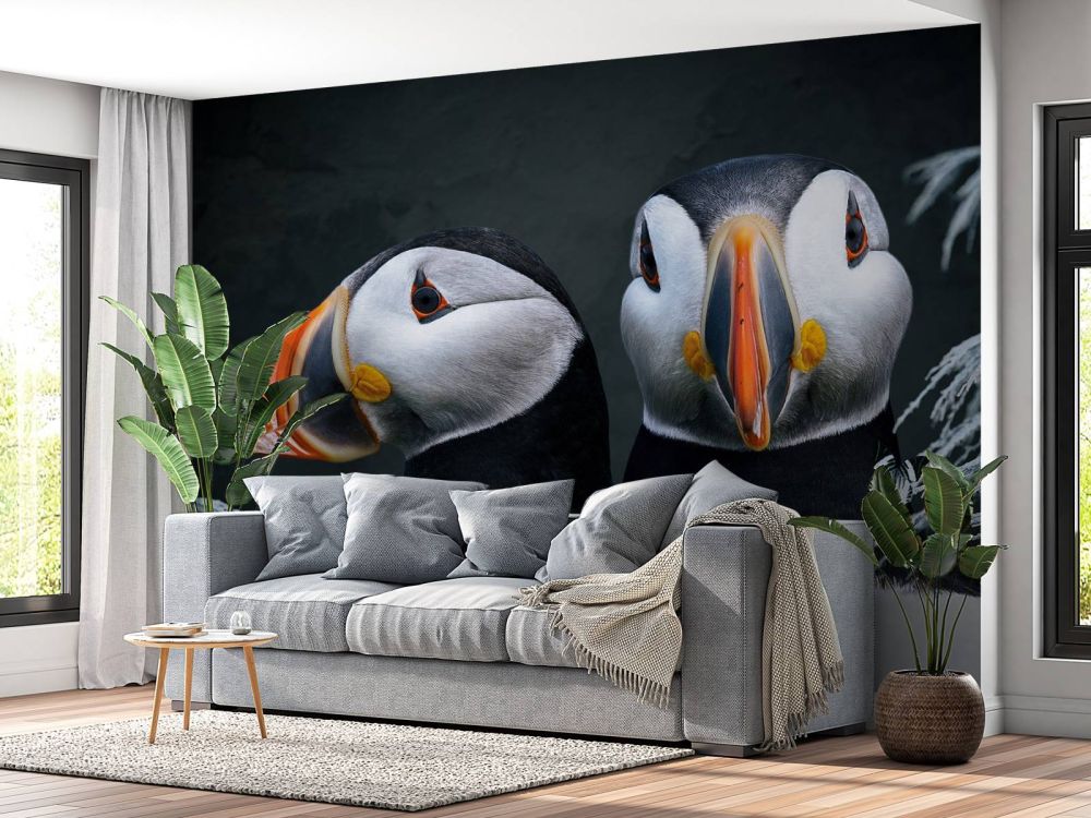 Atlantic Puffins