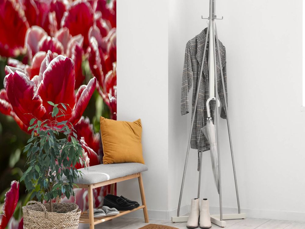Rode tulpen
