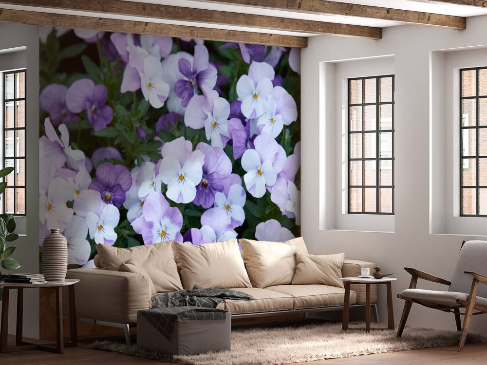Paars witte Viola's