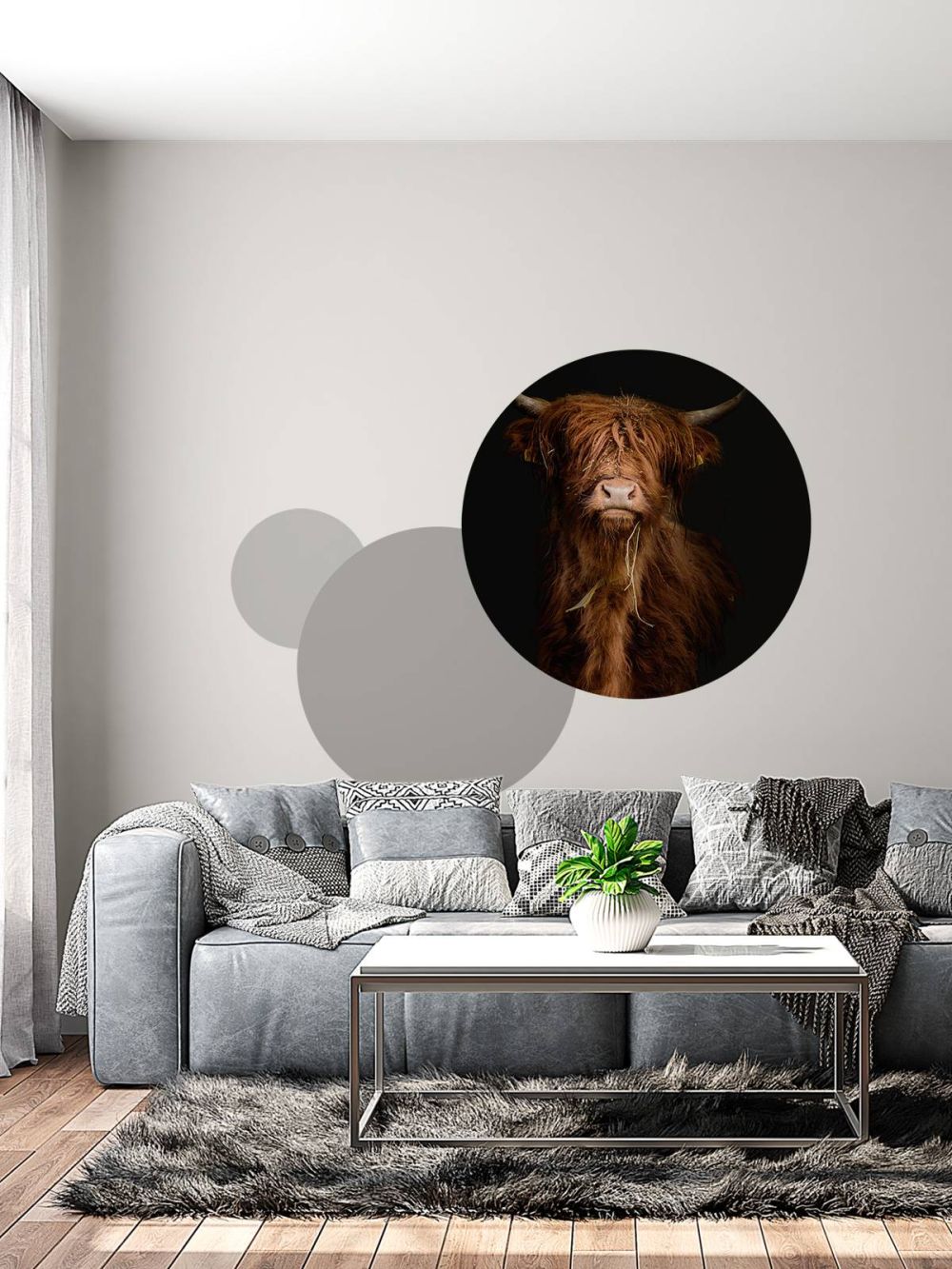 Portret Schotse hooglander