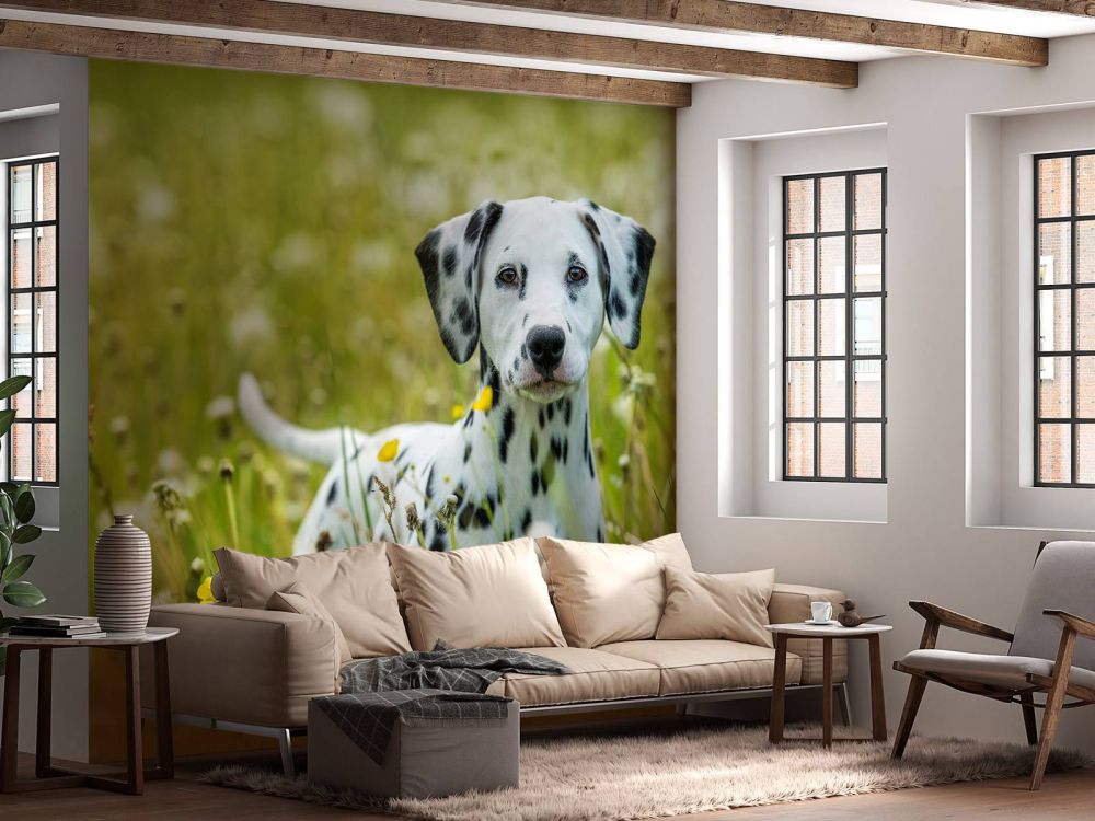 Dalmatiër