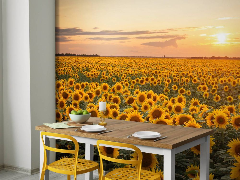 Zonnebloemen veld met zonsondergang