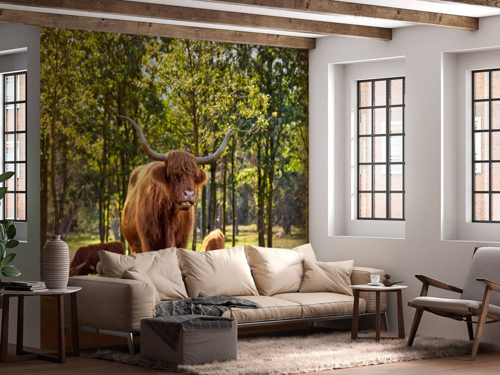 Hooglanders in natuurgebied