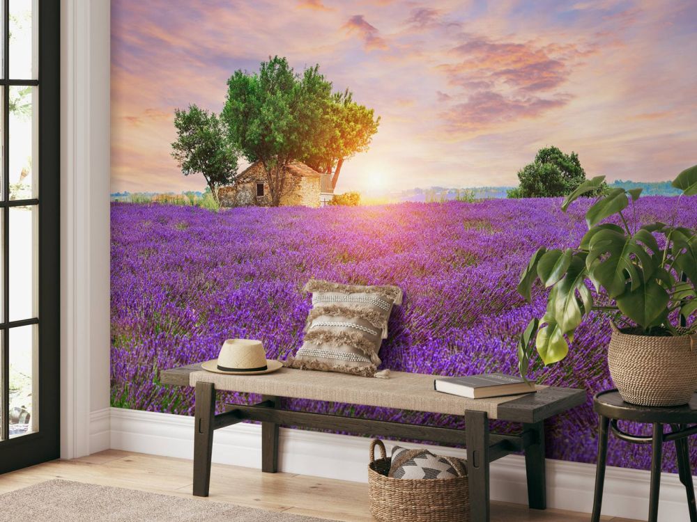 Lavendelveld tijdens zonsopkomst